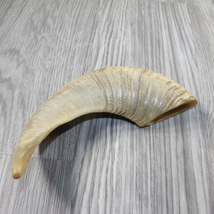 Shofar Kosher Hecho a Mano de Cuerno de Carnero, Pulido, de Todos los Tamaños, Precio de Fábrica, Hecho en Cuerno de Kudu, Shofar Natural de Carnero, Trompeta Hebrea, Cuerno para Tocar - Product Image 1