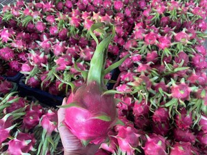 Fruta de dragón de alta calidad de Vietnam exportación fresca carne blanca estándar y carne roja disponible embalaje 9kg caja de cartón - Product Image 6