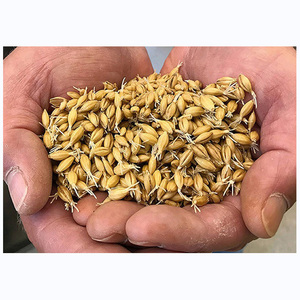 Cebada 100% Orgánica al por Mayor para Malteado, Grano de Cebada Listo para Exportación / Excelente Cebada a Granel en Venta - Product Image 5