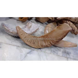 Shofar de concha de vieira Natural pulido decoración del hogar ecológica artesanía 2023 última maravilla en el extranjero - Product Image 3