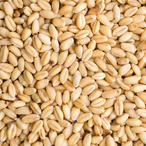 Grains de blé entier prêts à l'exportation, qualité récolte fraîche et emballage conçu pour les marchés internationaux d'importation de denrées alimentaires en vrac - Product Image 5