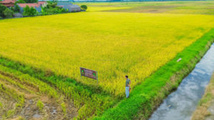 Nouilles Ramen au riz de meilleure qualité Vermicell Long Stalk Ecostraws du Vietnam Emballage personnalisé Échantillon gratuit de l'usine - Product Image 6
