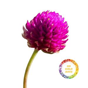 Flores Secas Orgánicas de Amaranto Globo, Suministro de Fábrica de Vietnam, Capullos de Flores Naturales Vibrantes para Decoración de Interiores y Té - Product Image 3