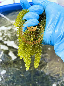 Laver tostado (UVA marina) de la mejor calidad, algas secas Umibudo, embalaje OEM en bolsas, uva marina salada de Vietnam - Product Image 6