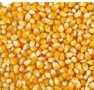 MAÏS JAUNE POUR L'ALIMENTATION DES ANIMAUX DE QUALITÉ SUPÉRIEURE - Product Image 4