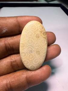 Cabochons de corail fossile naturel, cristaux minéraux polis, pierres précieuses de haute qualité, formes variées, matériaux en vrac pour la fabrication de bijoux - Product Image 2