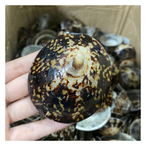Collection en gros de coquilles de limpets pour l'artisanat sur le thème de l'océan, les présentoirs muraux, les articles cadeaux et les projets décoratifs - Product Image 1