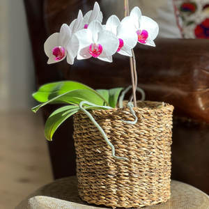 Colección Nature de cestas de mimbre de algas marinas - Product Image 2