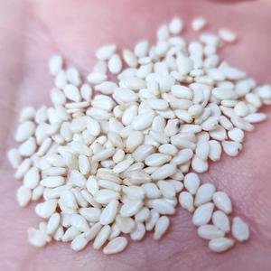 Semillas de Sésamo Blanco de Grado Premium para Aceite, Suministro al por Mayor - Product Image 5