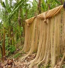 Fibra de Piña para la Producción de Hilos y Telas - Ecológica, Renovable y Biodegradable - Product Image 2