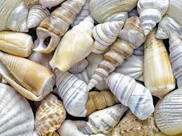 Resin Seashell Decoration Middle Size Seashell Wholesale Natural Raw Cleared <b>Abalone</b> Seashell With Resin For Home Decoration - Product Image 6