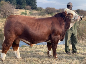 Ganado Simmentaler para Compra al por Mayor y Comercio Global B2B de Ganado - Product Image 4