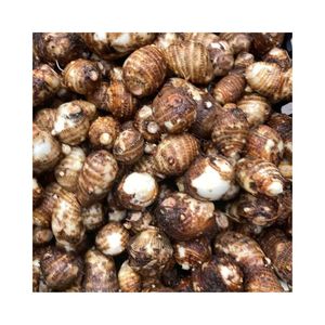 Racine de Taro Violette et Blanche, Boules de Taro Hachées, Quantité en Gros, Prix Usine, Tranches et Cubes de Taro Frais Congelés IQF, Légumes de Qualité - Product Image 1