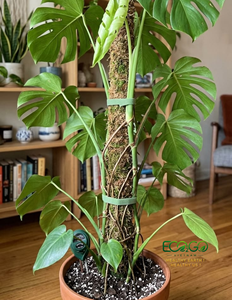 Poteau en fibre de coco pliable en gros, forme personnalisée, support pour plantes grimpantes d'intérieur, Monstera, Philodendron, Pothos, Eco2go - Product Image 4
