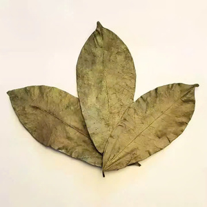 Proveedor de Hojas de Guanábana Secas 100% Puras a Granel para Té de Hierbas, Alta Calidad, Origen Vietnam, Etiqueta Privada Disponible, Empaque OEM - Product Image 3