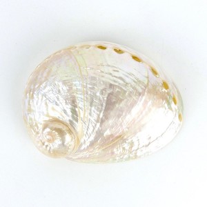 Hot sale polished cut <b>abalone</b> <b>shells</b> cheapest price sea <b>shell</b> in bulk decorative seashells - Product Image 1