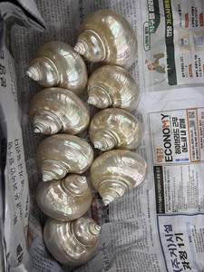 เปลือกหอยเทอร์โบขนาดใหญ่พรีเมียม 14–16 ซม. เปลือกหอยธรรมชาติสำหรับตกแต่ง ผู้ผลิตเวียดนาม จำหน่ายส่งออกจำนวนมาก - Product Image 4