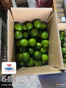 มะนาวไร้เมล็ดพรีเมียมจากเวียดนาม – ส้มเขียวสดใหม่สำหรับตลาดขายส่งในมาเลเซีย - Product Image 5