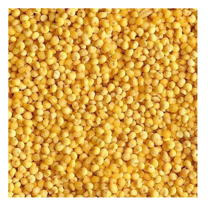 Alimento para Animales de Mijo Amarillo de Grado Premium, Stock Fresco, Venta al Por Mayor para Socios de la Cadena de Suministro - Product Image 5