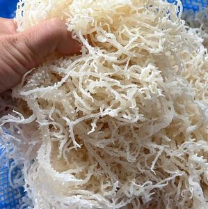 Chondrus Crispus Eucheuma cottonii คั่วสาหร่ายทะเลสีทองขายส่ง seamoss สีม่วง - Product Image 4