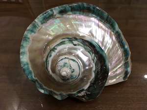 เปลือกหอยมาร์มาทาตัสสีเขียวธรรมชาติขนาดใหญ่ เปลือกหอยทากยักษ์ เปลือกหอยมุกขนาดใหญ่ เปลือกหอยสังข์ ขายส่งจากโรงงานเวียดนาม - Product Image 5