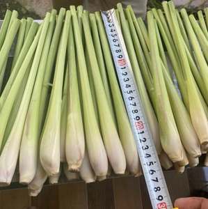 Citronnelle fraîche du Vietnam – Exportateur fiable, grandes quantités disponibles, herbe naturelle pure pour la cuisine et les infusions - Product Image 2