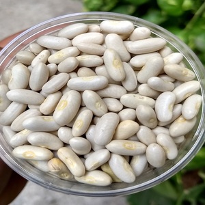 Haricots Blancs Naturels en Gros, Nouvelle Récolte, Haricots Blancs Sucrés, Haricots Blancs de Qualité Supérieure - Product Image 3