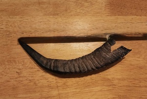 Goat Polished Horn Natural Finished Eco-Friendly Rustic Halloween New High Quality for Decoration & Craft - Product Image 4
