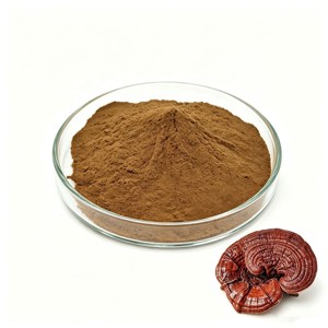 Extracto Puro de Hongo Reishi OEM en Polvo 10:1, Extracto Concentrado Premium de Ganoderma Lucidum, Polvo de Hongo Natural de la India - Product Image 1