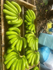 Bananes jaunes Cavendish fraîches du Vietnam – Arôme sucré, qualité constante pour l'exportation - Product Image 4