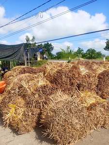 Export Grade Sun Dried Water Hyacinth Material Natural Raw Fiber Bulk Factory Supply - Product Image 4