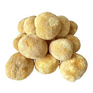Champignons <span class=keywords><strong>de</strong></span> crinière <span class=keywords><strong>de</strong></span> <span class=keywords><strong>lion</strong></span> séchés <span class=keywords><strong>de</strong></span> couleur jaune clair, 5 à 8 cm - Product Image 2