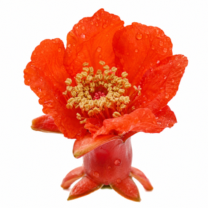 Vainas de flor de granada frescas con formas distintivas y elegancia natural, perfectas para decoraciones rústicas de temporada. - Product Image 5