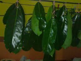 Hojas de Guanábana Premium – Ecológicas, Naturales, Orgánicas y de Alta Calidad // Mr.Tom - Product Image 3