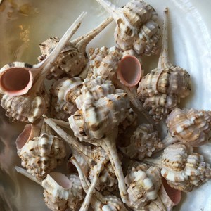 Meilleur prix pour coquillages naturels nettoyés, coquillages marins rares, coquillages bruts de qualité supérieure, décoration de plage - Product Image 6