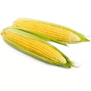 Vente en gros de maïs de première qualité pour l'alimentation animale, qualité supérieure, en stock, produit d'exportation - Product Image 3