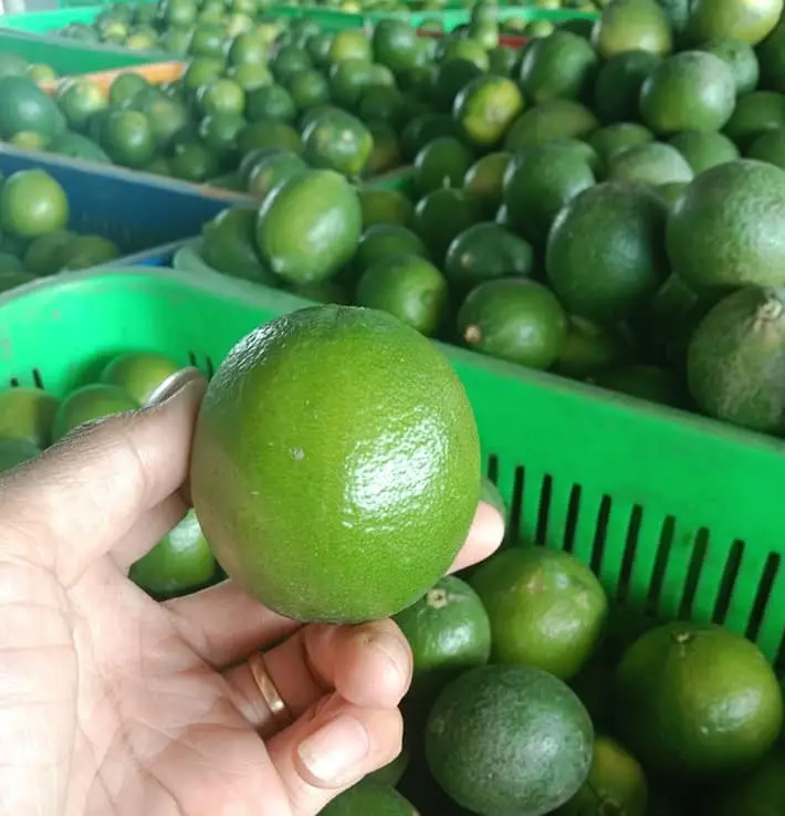 Low Prices Cheap Deals Delicious Importers Exporting Fresh Seedless Citrus Fruits From 99 Gold Data