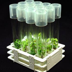 Tubes de culture stériles avec couvercle respirant Borosilicate Idéal pour les conteneurs de culture tissulaire - Product Image 1