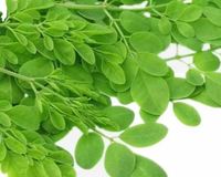 Bubuk Moringa Bernutrisi Tinggi, Logo Kustom, Permintaan Tinggi, Bubuk Moringa Dari Eksportir India Dengan Harga Grosir