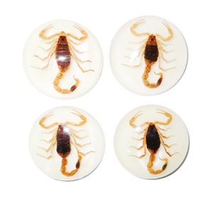 Golden Scorpion Real Specimen Plastic Cabochon Round 38x38 mm Glow Flat Bottom for Crafts and Jewelry Making - Product Image 4