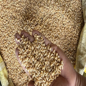 Blé Séché 100% Naturel de Qualité Supérieure pour Alimentation Animale (Bovins, Volailles, Bétail) – Approvisionnement en Gros pour l'Exportation – Durée de Stockage : 12 Mois - Product Image 5