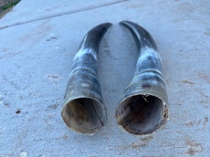 Par de Cuernos de Búfalo Pulidos para Decoración de Pared, Diseño Art Deco, Grandes de 27 a 35 Pulgadas, para Bodas, Cumpleaños, Aniversarios - Product Image 3