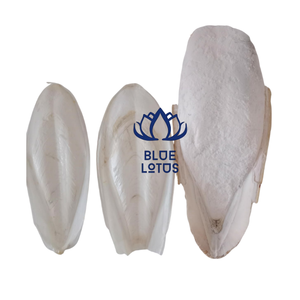 BEST SELLING Sustainable High Quality Cuttlefish Bone Pure High Calcium Mineral Food Supplement Bulk Export Supply - Product Image 6