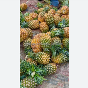 สับปะรดพรีเมียมสดใหม่ คุณภาพส่งออก ผลไม้เขตร้อนหวานฉ่ำ สดจากฟาร์ม ขายส่งจำนวนมาก ผู้จัดจำหน่ายจากบังกลาเทศ ซิกซ์ ซีซั่น อะโกร - Product Image 3