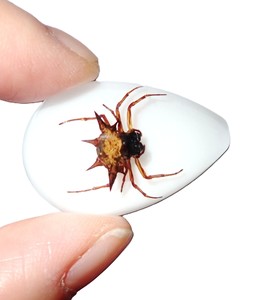Spiny <b>Spider</b> Real Specimen <b>Plastic</b> Cabochon Pear Shape Cut Top 33x22 mm White Flat Bottom for Crafts and Jewelry Making - Product Image 3