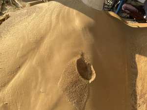 Riz de qualité d'exportation DDGS Quantité en vrac de qualité naturelle pure disponible fournie par des exportateurs indiens de confiance - Product Image 5