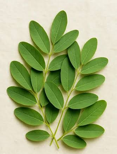 Poudre d'extrait pur de feuilles de séné, extrait végétal naturel en poudre fine pour le bien-être digestif et les applications nutritionnelles à base de plantes - Product Image 4