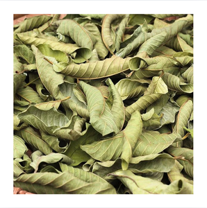 Hojas de Guayaba Secas para Té de Hierbas, Naturales, Premium, 99 Gold Data Vietnam, Venta al por Mayor, Hai Duong, 24 Meses de Vida Útil - Product Image 1