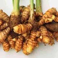 Extrait frais d'huile essentielle de Curcuma Xanthorrhiza (Temulawak) - CO2 (CU-003) Van Aroma