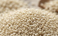 Graines de sésame blanches décortiquées, qualité export naturelle, approvisionnement en vrac, qualité alimentaire, Gujarat, Inde